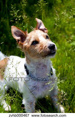 Stock Photo - Jack Russell Terrier. Fotosearch