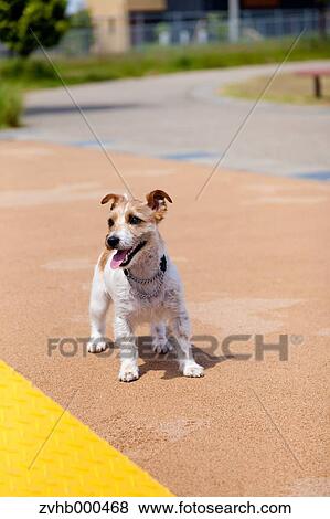 Stock Photo - Jack Russell Terrier. Fotosearch