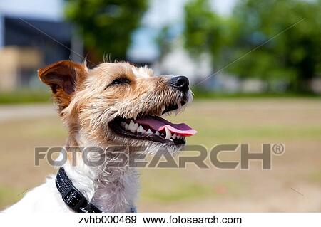 Jack Russell Terrier View Large Photo Image Stock Photo - Jack Russell Terrier. Fotosearch