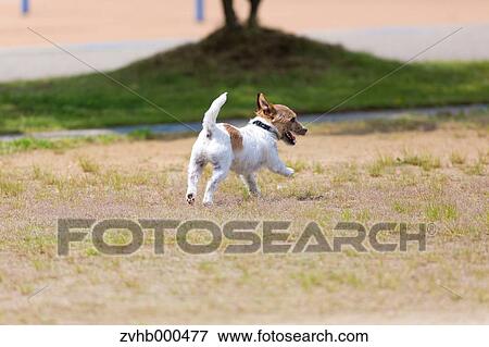 Jack Russell Terrier View Large Photo Image Stock Photo - Jack Russell Terrier. Fotosearch