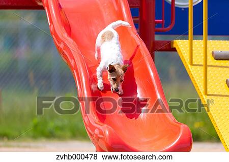 Jack Russell Terrier View Large Photo Image Stock Photo - Jack Russell Terrier. Fotosearch