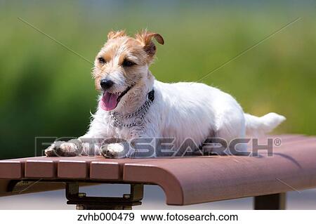 Jack Russell Terrier View Large Photo Image Stock Photo - Jack Russell Terrier. Fotosearch