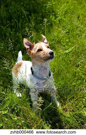 Jack Russell Terrier View Large Photo Image Stock Photograph - Jack Russell Terrier. Fotosearch