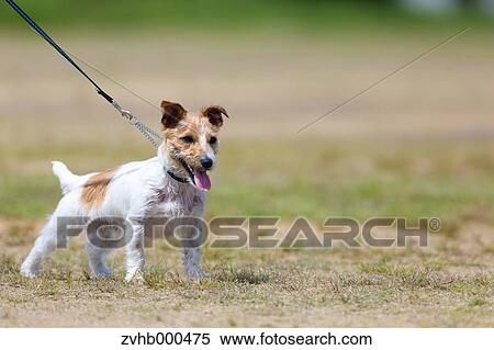 Stock Photography - Jack Russell Terrier. Fotosearch