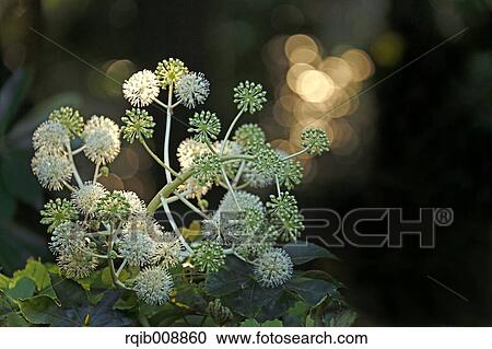 Stock Image - Japanese Aralia. Fotosearch