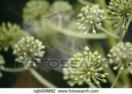 Japanese Aralia View Large Photo Image Stock Image - Japanese Aralia. Fotosearch