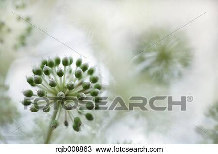 Japanese Aralia View Large Photo Image Stock Image - Japanese Aralia. Fotosearch