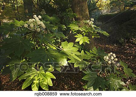 Japanese Aralia View Large Photo Image Stock Photo - Japanese Aralia. Fotosearch