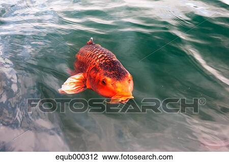 Japanese carp View Large Photo Image Stock Image - Japanese carp. Fotosearch