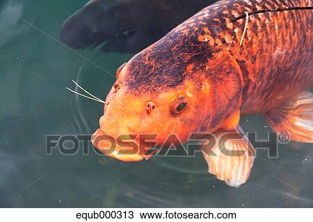 Stock Image - Japanese carps. Fotosearch