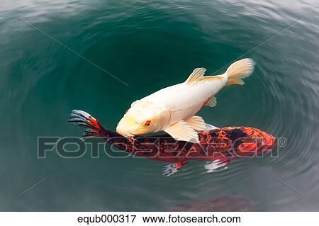 Japanese carps View Large Photo Image Stock Photo - Japanese carps. Fotosearch