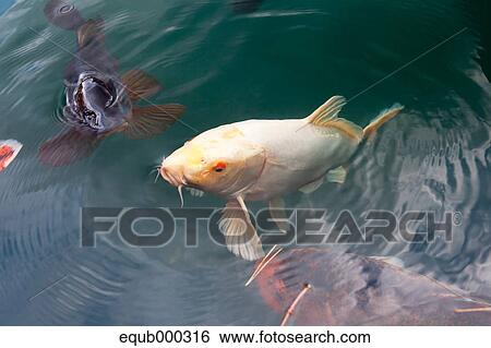Japanese carps View Large Photo Image Stock Photograph - Japanese carps. Fotosearch