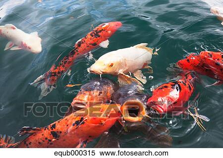 Stock Photography - Japanese carps. Fotosearch