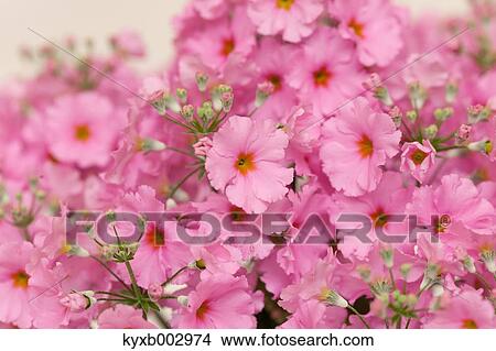 Japanese Primrose View Large Photo Image Picture - Japanese Primrose. Fotosearch