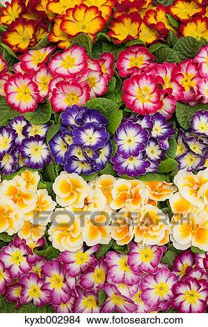 Japanese Primrose View Large Photo Image Picture - Japanese Primrose. Fotosearch