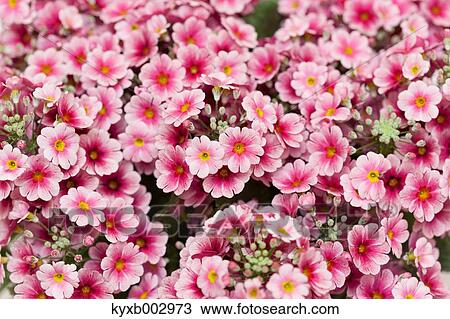 Stock Image - Japanese Primrose. Fotosearch