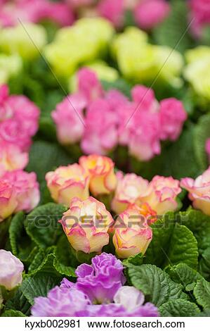 Japanese Primrose View Large Photo Image Stock Image - Japanese Primrose. Fotosearch