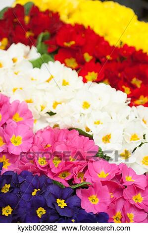 Stock Image - Japanese Primrose. Fotosearch