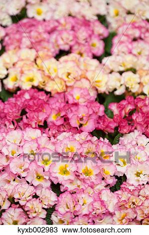 Japanese Primrose View Large Photo Image Stock Image - Japanese Primrose. Fotosearch