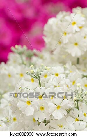 Stock Image - Japanese Primrose. Fotosearch