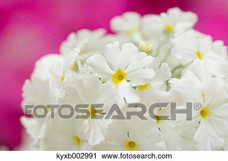 Japanese Primrose View Large Photo Image Stock Image - Japanese Primrose. Fotosearch
