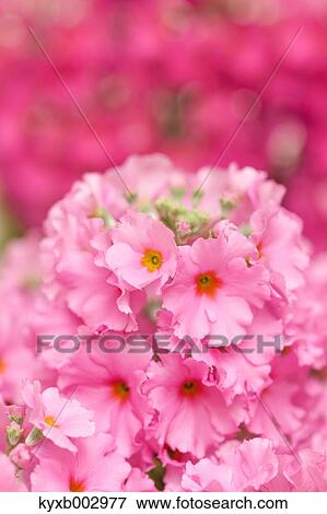 Japanese Primrose View Large Photo Image Stock Photo - Japanese Primrose. Fotosearch