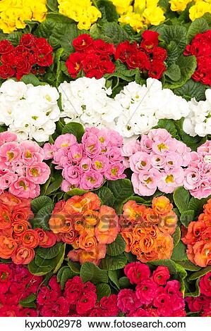 Japanese Primrose View Large Photo Image Stock Photo - Japanese Primrose. Fotosearch
