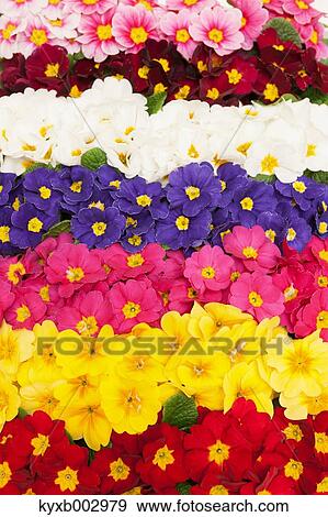 Japanese Primrose View Large Photo Image Stock Photo - Japanese Primrose. Fotosearch