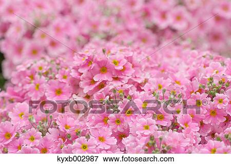Stock Photo - Japanese Primrose. Fotosearch