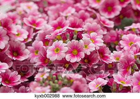 Stock Photo - Japanese Primrose. Fotosearch