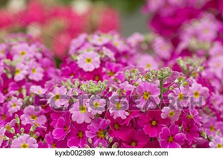 Japanese Primrose View Large Photo Image Stock Photo - Japanese Primrose. Fotosearch