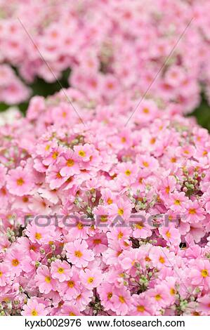 Japanese Primrose View Large Photo Image Stock Photograph - Japanese Primrose. Fotosearch