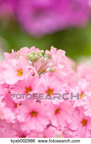 Japanese Primrose View Large Photo Image Stock Photograph - Japanese Primrose. Fotosearch