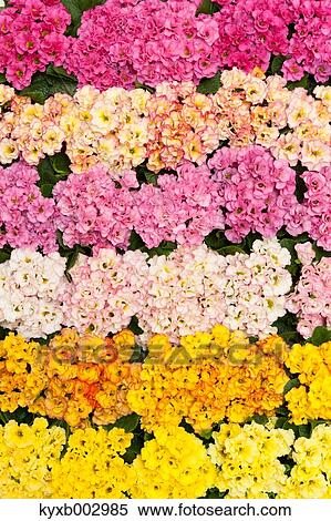 Japanese Primrose View Large Photo Image Stock Photography - Japanese Primrose. Fotosearch