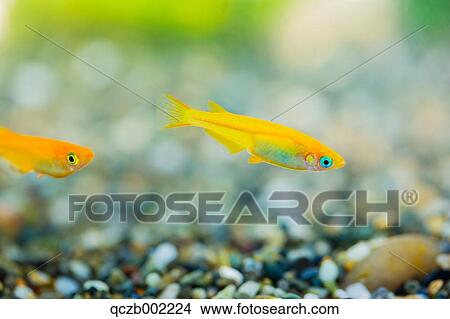 Picture - Japanese Rice Fish. Fotosearch