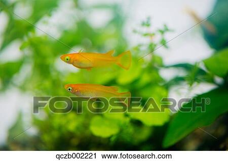 Japanese Rice Fish View Large Photo Image Stock Image - Japanese Rice Fish. Fotosearch