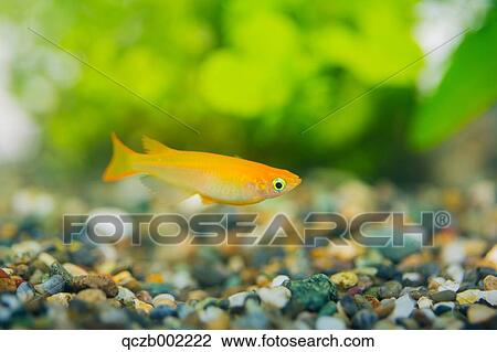 Japanese Rice Fish View Large Photo Image Stock Image - Japanese Rice Fish. Fotosearch