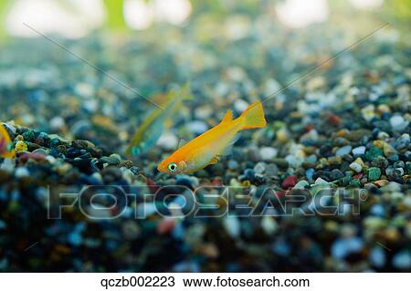 Japanese Rice Fish View Large Photo Image Stock Image - Japanese Rice Fish. Fotosearch