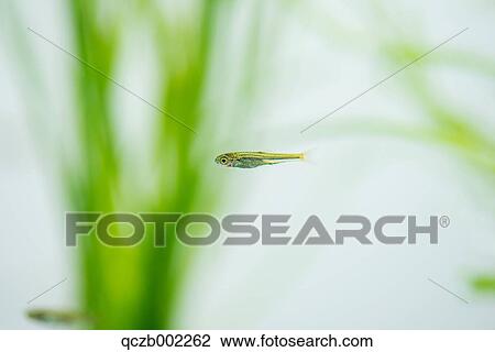 Japanese Rice Fish View Large Photo Image Stock Image - Japanese Rice Fish. Fotosearch