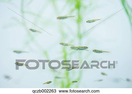 Japanese Rice Fish View Large Photo Image Stock Image - Japanese Rice Fish. Fotosearch