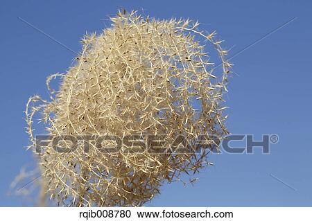 Japanese silver grass View Large Photo Image Stock Image - Japanese silver grass. Fotosearch