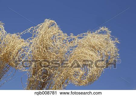 Stock Image - Japanese silver grass. Fotosearch