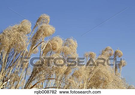 Japanese silver grass View Large Photo Image Stock Image - Japanese silver grass. Fotosearch
