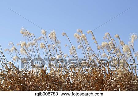 Japanese silver grass View Large Photo Image Stock Image - Japanese silver grass. Fotosearch