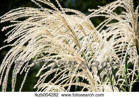 Stock Image - Japanese silver grass. Fotosearch