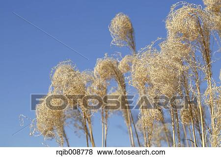 Stock Photo - Japanese silver grass. Fotosearch