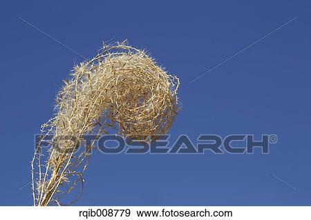 Japanese silver grass View Large Photo Image Stock Photo - Japanese silver grass. Fotosearch