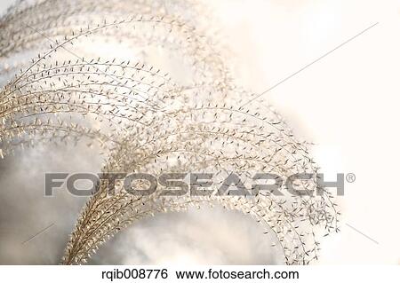Stock Photograph - Japanese silver grass. Fotosearch