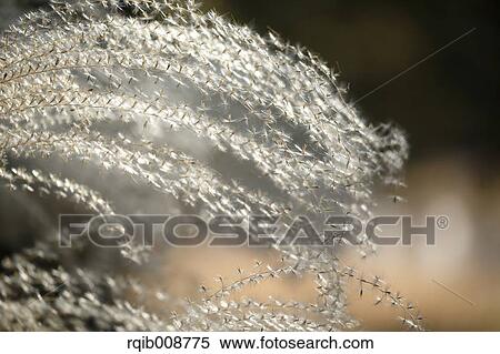 Stock Photography - Japanese silver grass. Fotosearch