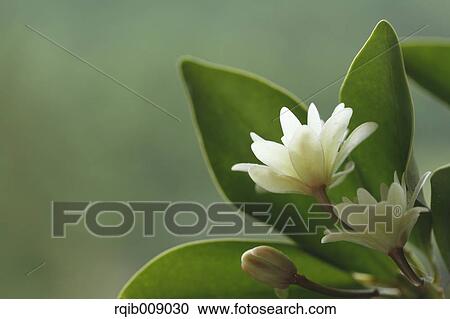 Japanese Star Anise View Large Photo Image Stock Image - Japanese Star Anise. Fotosearch
